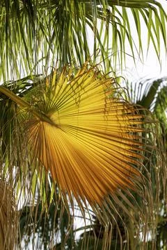 Orange palm leaf back lit by the sun Stock Photos