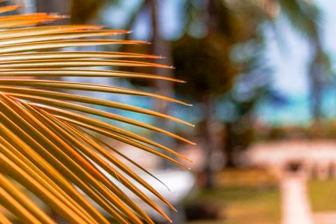 Orange palm leaf close-up on blurred background Stock Photos