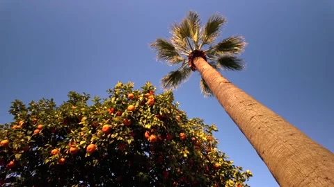 Orange &amp; Palm tree from low angle during sunset - 4K Stock Footage 304300874