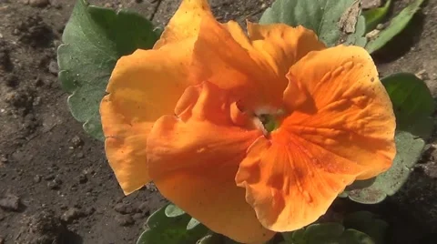 Orange pansy Stock Footage 59873794