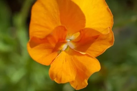 Orange pansy Stock Photos