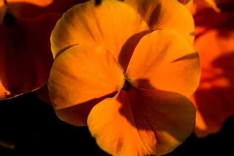 The orange pansy Stock Photos