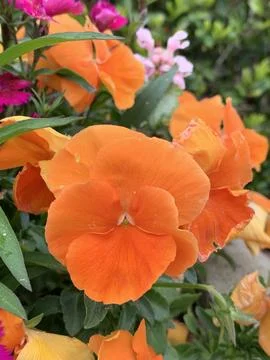 Orange Pansy Stock Photos