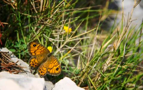 Orange papillon 스톡 사진