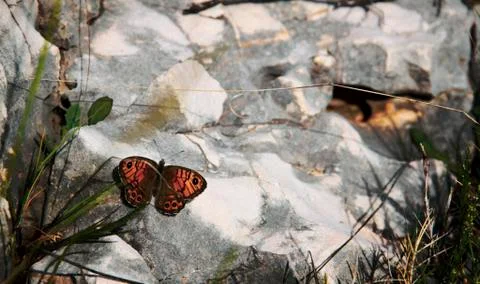 Orange papillon 스톡 사진