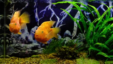 Orange parrot fish in the aquarium. Red Parrot Cichlid. Aquarium fish. Stock Footage 249859596