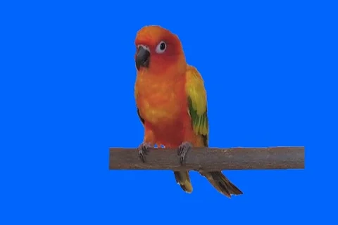Orange parrot Stock Footage 18711865
