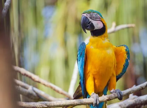 Orange parrot Foto stock