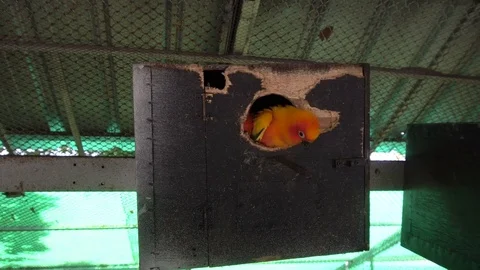 Orange Parrots Looking from Nesting Box 스톡 동영상 73992784