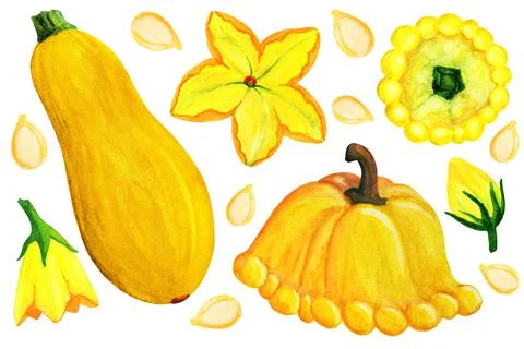 Orange patissons and squash elements isolated on white background. Illustrazione stock