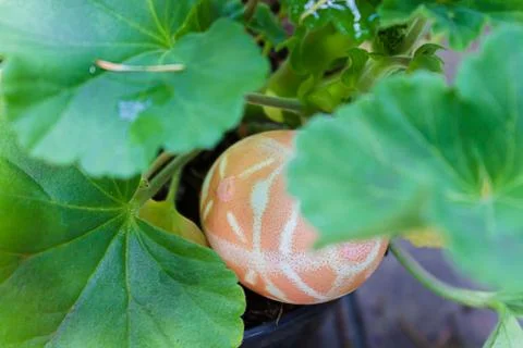 A orange patterned easter egg placed in geranium leaves Foto stock