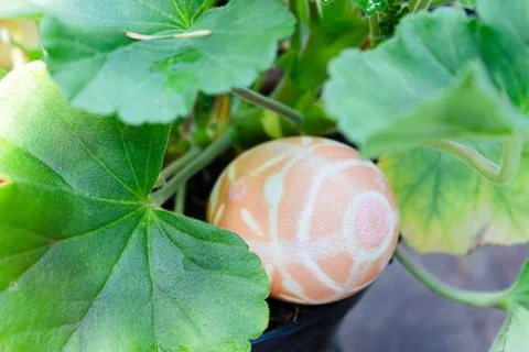 A orange patterned easter egg placed in geranium leaves Fotos de archivo
