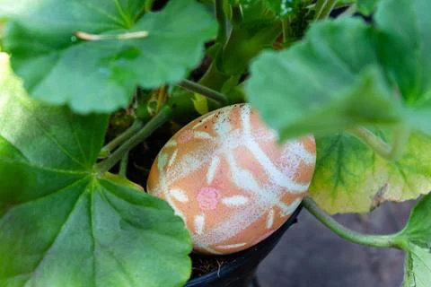A orange patterned easter egg placed in geranium leaves Stock Photos