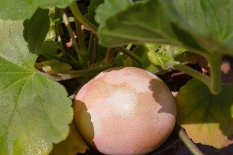A orange patterned easter egg placed in geranium leaves 写真素材