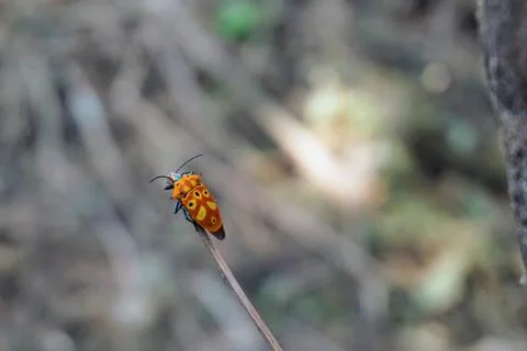 Orange patterned shield bug perched on top of a dry grass stalk Stock Photos