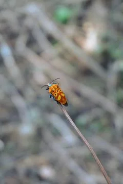 Orange patterned shield bug perched on top of a dry grass stalk Stock Photos