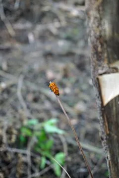 Orange patterned shield bug perched on top of a dry grass stalk Stock Photos