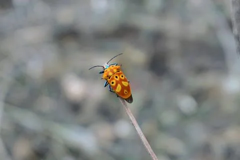 Orange patterned shield bug perched on top of a dry grass stalk Stock Photos