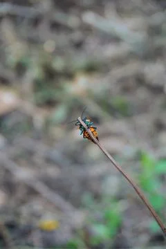 Orange patterned shield bug perched on top of a dry grass stalk Stock Photos