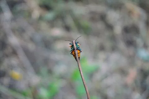 Orange patterned shield bug perched on top of a dry grass stalk Stock Photos