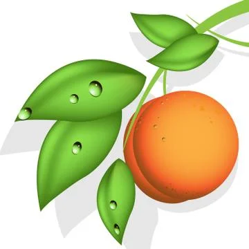 Orange peach Stock Illustration