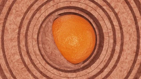 Orange peel sphere inside of two wooden hemispheres surrounded by moving rings Video stock 266099766