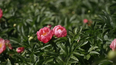 Orange peonies in a flower bed Stock Footage 158023418