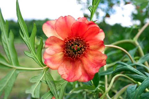 Orange peony Stock Photos