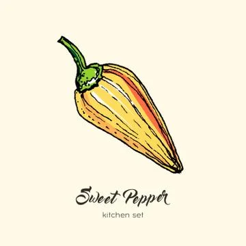 Orange pepper vector isolated. Hand drawn illustration sweet bulgarian bell,  Stock Illustration