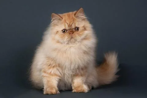 Orange persian cat 스톡 사진
