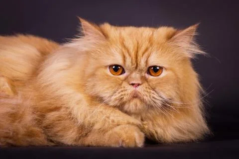 Orange persian cat Stock Photos