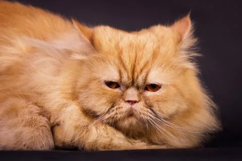 Orange persian cat Foto stock