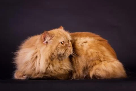 Orange persian cat Stock Photos