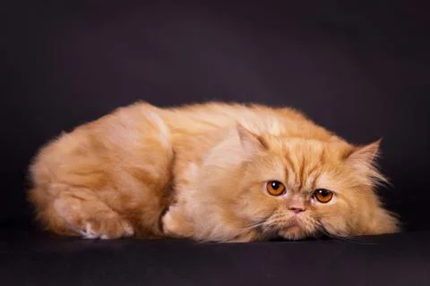 Orange persian cat Foto stock