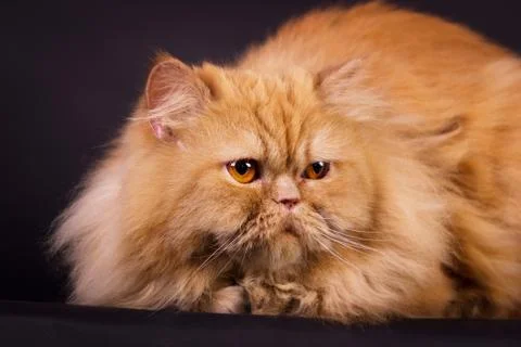 Orange persian cat Foto stock