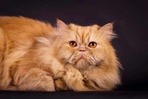 Orange persian cat Stock Photos