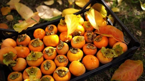 Orange persimmon in a box stands on the ground among yellow leaves 스톡 동영상 269854741