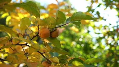 Orange persimmon grows on a tree among yellowing leaves in a grove Stock Footage 269371934