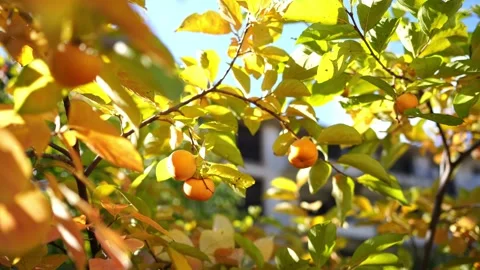 Orange persimmon hangs on branches among yellowing leaves in bright sunlight Video stock 273968280