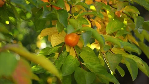 Orange persimmon hangs on the branches among the yellowing leaves of the tree Stock Footage 276991882