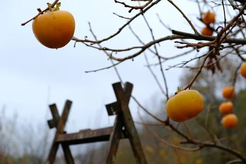 Orange persimmon Stock-Fotos