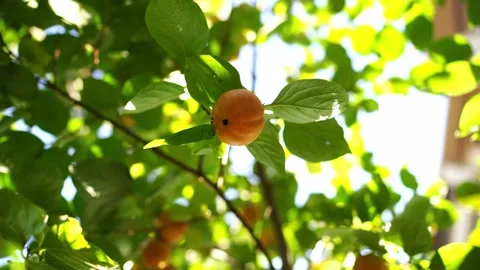 Orange persimmon ripens on branches among green foliage Stock-Footage 269100632