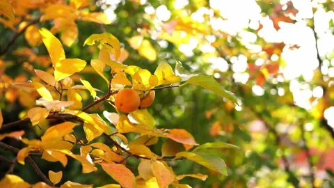 Orange persimmon ripens on tree branches in autumn garden Stock Footage 268842329