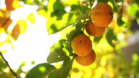 Orange persimmon sways in the wind on branches among green foliage Stock Footage 270309863