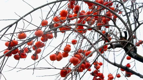 Orange Persimmons Hanging On Bare Branches 4K Stock Footage 320862152