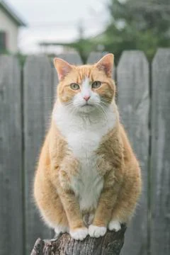 Orange Pet Cat Foto stock