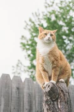 Orange Pet Cat Foto stock