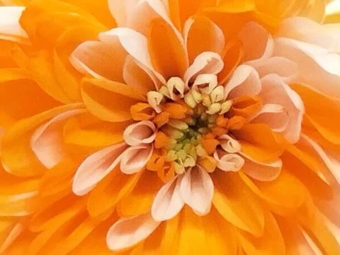 Orange petal background Stock Photos