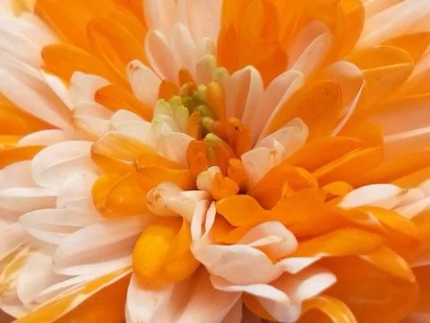 Orange petal background Stock Photos