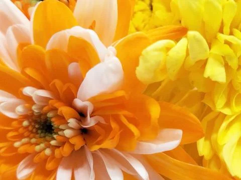 Orange petal background Stock Photos